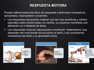 RESPUESTA MOTORA
Pueden diferenciarse tres tipos de respuesta a estímulos nociceptivos:
apropiados, inapropiados o ausentes.
 Las respuestas apropiadas implican que las vías sensitivas y córtico-
espinales están preservadas; en cambio, su ausencia manifiesta una
alteración uni o bilateral de éstas.
 Las respuestas motoras inapropiadas constituyen “estereotipos” que
dependen del nivel donde se encuentra el daño y son sumamente
reveladoras del daño y su gravedad cínica.
Significa daño
diencefálico; esta
respuesta
también puede
ser unilateral
Rigidez de decorticación
Opistótonos.
Lesiones
mesencefálicas y
protuberanciales
Rigidez de descerebración
Signos de
liberación
piramidal, se
asocia con
lesiones en el
bulbo raquídeo
bajo
Flacidez
 