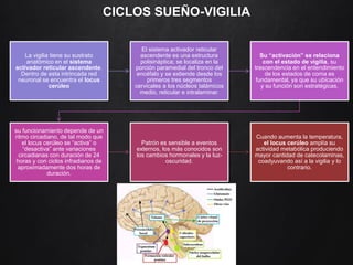 CICLOS SUEÑO-VIGILIA
La vigilia tiene su sustrato
anatómico en el sistema
activador reticular ascendente.
Dentro de esta intrincada red
neuronal se encuentra el locus
cerúleo
El sistema activador reticular
ascendente es una estructura
polisináptica; se localiza en la
porción paramedial del tronco del
encéfalo y se extiende desde los
primeros tres segmentos
cervicales a los núcleos talámicos
medio, reticular e intralaminar.
Su “activación” se relaciona
con el estado de vigilia, su
trascendencia en el entendimiento
de los estados de coma es
fundamental, ya que su ubicación
y su función son estratégicas.
su funcionamiento depende de un
ritmo circadiano, de tal modo que
el locus cerúleo se “activa” o
“desactiva” ante variaciones
circadianas con duración de 24
horas y con ciclos infradianos de
aproximadamente dos horas de
duración.
Patrón es sensible a eventos
externos, los más conocidos son
los cambios hormonales y la luz-
oscuridad.
Cuando aumenta la temperatura,
el locus cerúleo amplía su
actividad metabólica produciendo
mayor cantidad de catecolaminas,
coadyuvando así a la vigilia y lo
contrario.
 