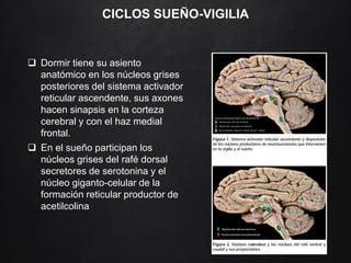 CICLOS SUEÑO-VIGILIA
 Dormir tiene su asiento
anatómico en los núcleos grises
posteriores del sistema activador
reticular ascendente, sus axones
hacen sinapsis en la corteza
cerebral y con el haz medial
frontal.
 En el sueño participan los
núcleos grises del rafé dorsal
secretores de serotonina y el
núcleo giganto-celular de la
formación reticular productor de
acetilcolina
 