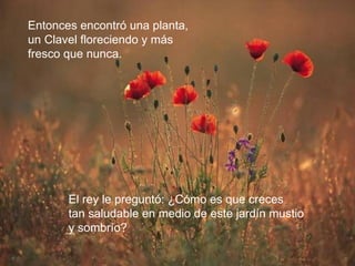 Entonces encontró una planta,  un Clavel floreciendo y más  fresco que nunca.  El rey le preguntó: ¿Cómo es que creces  tan saludable en medio de este jardín mustio  y sombrío? 