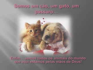 Somos um cão, um gato, um pássaro…Enfim… somos todos os animais do mundo que aqui estamos pelas mãos de Deus!