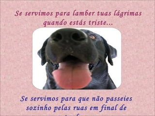 Se servimos para lamber tuas lágrimas quando estás triste... Se servimos para que não passeies sozinho pelas ruas em final de tarde... 