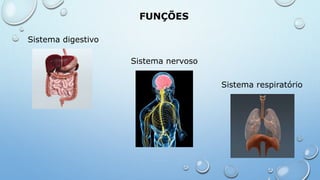 FUNÇÕES
Sistema respiratório
Sistema digestivo
Sistema nervoso
 