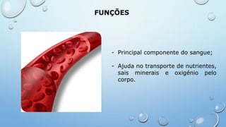 - Principal componente do sangue;
- Ajuda no transporte de nutrientes,
sais minerais e oxigénio pelo
corpo.
FUNÇÕES
 