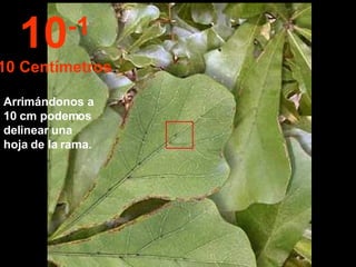 Arrimándonos a 10 cm podemos delinear una hoja de la rama. 10 -1 10 Centímetros 
