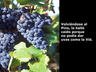 Volviéndose al  Pino, lo halló  caído porque  no podía dar  uvas como la Vid. 