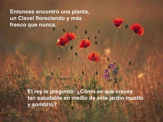 Entonces encontró una planta,  un Clavel floreciendo y más  fresco que nunca.  El rey le preguntó: ¿Cómo es que creces  tan saludable en medio de este jardín mustio  y sombrío? 
