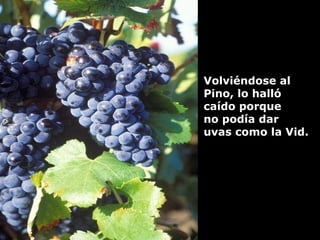 Volviéndose al  Pino, lo halló  caído porque  no podía dar  uvas como la Vid. 