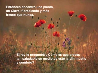Entonces encontró una planta,  un Clavel floreciendo y más  fresco que nunca.  El rey le preguntó: ¿Cómo es que creces  tan saludable en medio de este jardín mustio  y sombrío? 