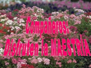 Compañeros: Disfruten la MAESTRÍA 