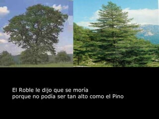 El Roble le dijo que se moría  porque no podía ser tan alto como el Pino  