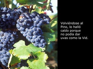 Volviéndose al  Pino, lo halló  caído porque  no podía dar  uvas como la Vid. 