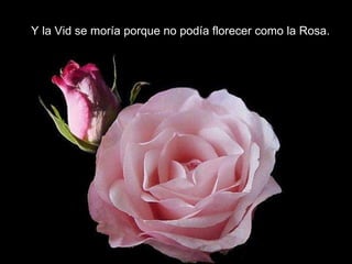 Y la Vid se moría porque no podía florecer como la Rosa. 