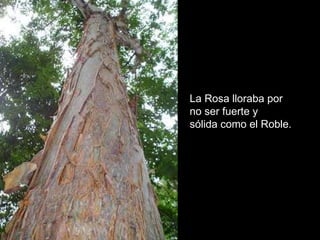 La Rosa lloraba por  no ser fuerte y  sólida como el Roble. 