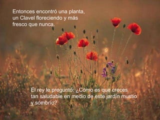 Entonces encontró una planta,  un Clavel floreciendo y más  fresco que nunca.  El rey le preguntó: ¿Cómo es que creces  tan saludable en medio de este jardín mustio  y sombrío? 