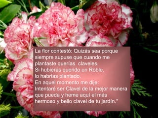 La flor contestó: Quizás sea porque  siempre supuse que cuando me  plantaste querías  claveles.  Si hubieras querido un Roble,  lo habrías plantado.  En aquel momento me dije:  Intentaré ser Clavel de la mejor manera  que pueda y heme aquí el más  hermoso y bello clavel de tu jardín." 