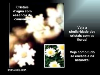 Cristais d’água com essência de camomila. Veja a similaridade dos cristais com as flores! Veja como tudo se encadeia na natureza! 