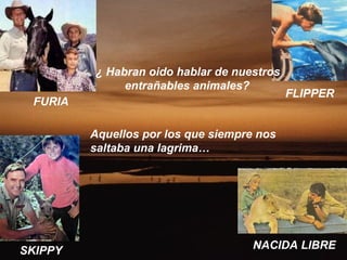 ¿ Habran oido hablar de nuestros entrañables animales? FURIA FLIPPER SKIPPY NACIDA LIBRE Aquellos por los que siempre nos saltaba una lagrima… 