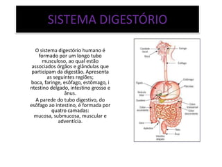 SISTEMA DIGESTÓRIO

  O sistema digestório humano é
    formado por um longo tubo
      musculoso, ao qual estão
 associados órgãos e glândulas que
 participam da digestão. Apresenta
        as seguintes regiões;
boca, faringe, esôfago, estômago, i
ntestino delgado, intestino grosso e
                ânus.
   A parede do tubo digestivo, do
esôfago ao intestino, é formada por
          quatro camadas:
  mucosa, submucosa, muscular e
             adventícia.
 