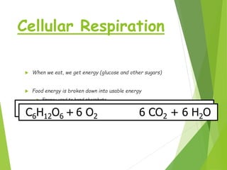 Cellular Respiration


When we eat, we get energy (glucose and other sugars)



Food energy is broken down into usable energy


Energy used to bond phosphate
groups to ADP to make ATP

C6H12O6 + 6 O2
C6H12O6 + 6 O2

6 CO2 + 6 H2O
6 CO2 + 6 H2O

 