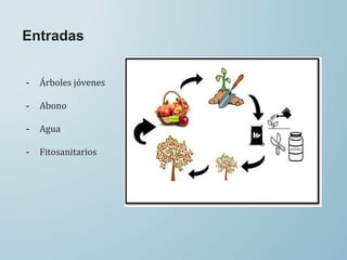 Entradas
- Árboles jóvenes
- Abono
- Agua
- Fitosanitarios
 