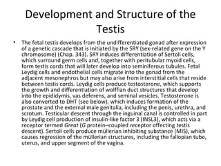 Development and Structure of the
Testis
•

The fetal testis develops from the undifferentiated gonad after expression
of a genetic cascade that is initiated by the SRY (sex-related gene on the Y
chromosome) (Chap. 343). SRY induces differentiation of Sertoli cells,
which surround germ cells and, together with peritubular myoid cells,
form testis cords that will later develop into seminiferous tubules. Fetal
Leydig cells and endothelial cells migrate into the gonad from the
adjacent mesonephros but may also arise from interstitial cells that reside
between testis cords. Leydig cells produce testosterone, which supports
the growth and differentiation of wolffian duct structures that develop
into the epididymis, vas deferens, and seminal vesicles. Testosterone is
also converted to DHT (see below), which induces formation of the
prostate and the external male genitalia, including the penis, urethra, and
scrotum. Testicular descent through the inguinal canal is controlled in part
by Leydig cell production of insulin-like factor 3 (INSL3), which acts via a
receptor termed Great (G protein–coupled receptor affecting testis
descent). Sertoli cells produce müllerian inhibiting substance (MIS), which
causes regression of the müllerian structures, including the fallopian tube,
uterus, and upper segment of the vagina.

 