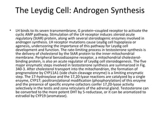 The Leydig Cell: Androgen Synthesis
•

LH binds to its seven transmembrane, G protein–coupled receptor to activate the
cyclic AMP pathway. Stimulation of the LH receptor induces steroid acute
regulatory (StAR) protein, along with several steroidogenic enzymes involved in
androgen synthesis. LH receptor mutations cause Leydig cell hypoplasia or
agenesis, underscoring the importance of this pathway for Leydig cell
development and function. The rate-limiting process in testosterone synthesis is
the delivery of cholesterol by the StAR protein to the inner mitochondrial
membrane. Peripheral benzodiazepine receptor, a mitochondrial cholesterolbinding protein, is also an acute regulator of Leydig cell steroidogenesis. The five
major enzymatic steps involved in testosterone synthesis are summarized in Fig.
340-3. After cholesterol transport into the mitochondrion, the formation of
pregnenolone by CYP11A1 (side chain cleavage enzyme) is a limiting enzymatic
step. The 17-hydroxylase and the 17,20-lyase reactions are catalyzed by a single
enzyme, CYP17; posttranslational modification (phosphorylation) of this enzyme
and the presence of specific enzyme cofactors confer 17,20-lyase activity
selectively in the testis and zona reticularis of the adrenal gland. Testosterone can
be converted to the more potent DHT by 5-reductase, or it can be aromatized to
estradiol by CYP19 (aromatase).

 