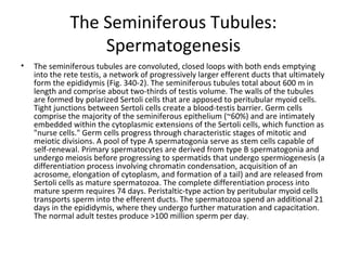 The Seminiferous Tubules:
Spermatogenesis
•

The seminiferous tubules are convoluted, closed loops with both ends emptying
into the rete testis, a network of progressively larger efferent ducts that ultimately
form the epididymis (Fig. 340-2). The seminiferous tubules total about 600 m in
length and comprise about two-thirds of testis volume. The walls of the tubules
are formed by polarized Sertoli cells that are apposed to peritubular myoid cells.
Tight junctions between Sertoli cells create a blood-testis barrier. Germ cells
comprise the majority of the seminiferous epithelium (~60%) and are intimately
embedded within the cytoplasmic extensions of the Sertoli cells, which function as
"nurse cells." Germ cells progress through characteristic stages of mitotic and
meiotic divisions. A pool of type A spermatogonia serve as stem cells capable of
self-renewal. Primary spermatocytes are derived from type B spermatogonia and
undergo meiosis before progressing to spermatids that undergo spermiogenesis (a
differentiation process involving chromatin condensation, acquisition of an
acrosome, elongation of cytoplasm, and formation of a tail) and are released from
Sertoli cells as mature spermatozoa. The complete differentiation process into
mature sperm requires 74 days. Peristaltic-type action by peritubular myoid cells
transports sperm into the efferent ducts. The spermatozoa spend an additional 21
days in the epididymis, where they undergo further maturation and capacitation.
The normal adult testes produce >100 million sperm per day.

 