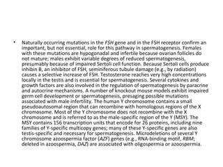 •

Naturally occurring mutations in the FSH gene and in the FSH receptor confirm an
important, but not essential, role for this pathway in spermatogenesis. Females
with these mutations are hypogonadal and infertile because ovarian follicles do
not mature; males exhibit variable degrees of reduced spermatogenesis,
presumably because of impaired Sertoli cell function. Because Sertoli cells produce
inhibin B, an inhibitor of FSH, seminiferous tubule damage (e.g., by radiation)
causes a selective increase of FSH. Testosterone reaches very high concentrations
locally in the testis and is essential for spermatogenesis. Several cytokines and
growth factors are also involved in the regulation of spermatogenesis by paracrine
and autocrine mechanisms. A number of knockout mouse models exhibit impaired
germ cell development or spermatogenesis, presaging possible mutations
associated with male infertility. The human Y chromosome contains a small
pseudoautosomal region that can recombine with homologous regions of the X
chromosome. Most of the Y chromosome does not recombine with the X
chromosome and is referred to as the male-specific region of the Y (MSY). The
MSY contains 156 transcription units that encode for 26 proteins, including nine
families of Y-specific multicopy genes; many of these Y-specific genes are also
testis-specific and necessary for spermatogenesis. Microdeletions of several Y
chromosome azoospermia factor (AZF) genes (e.g., RNA-binding motif, RBM;
deleted in azoospermia, DAZ) are associated with oligospermia or azoospermia.

 
