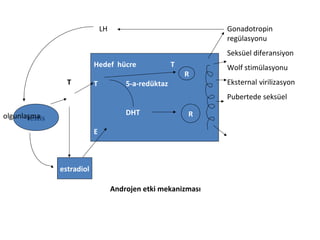 LH

Gonadotropin
regülasyonu
Seksüel diferansiyon

Hedef hücre
T

T

5-a-redüktaz

T

R

Wolf stimülasyonu
Eksternal virilizasyon
Pubertede seksüel

DHT

olgunlaşma
testis

R

E

estradiol
Androjen etki mekanizması

 