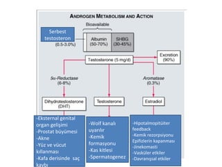 Serbest
testosteron

-Eksternal genital
organ gelişimi
-Prostat büyümesi
-Akne
-Yüz ve vücut
kıllanması
-Kafa derisinde saç
kaybı

-Wolf kanalı
uyarılır
-Kemik
formasyonu
-Kas kitlesi
-Spermatogenez

-Hipotalmopitüiter
feedback
-Kemik rezorpsiyonu
Epifizlerin kapanması
-Jinekomasti
-Vasküler etkiler
-Davranışsal etkiler

 