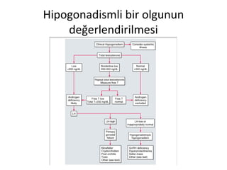 Hipogonadismli bir olgunun
değerlendirilmesi

 