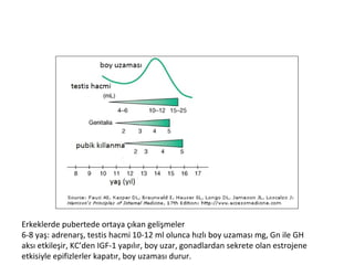 Erkeklerde pubertede ortaya çıkan gelişmeler
6-8 yaş: adrenarş, testis hacmi 10-12 ml olunca hızlı boy uzaması mg, Gn ile GH
aksı etkileşir, KC’den IGF-1 yapılır, boy uzar, gonadlardan sekrete olan estrojene
etkisiyle epifizlerler kapatır, boy uzaması durur.

 