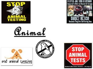 Animal Testing 