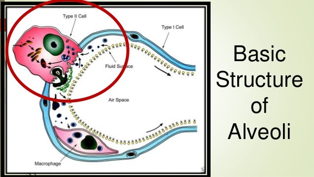 Sonali pathophysiology of pulm surfactant and moa of steroids