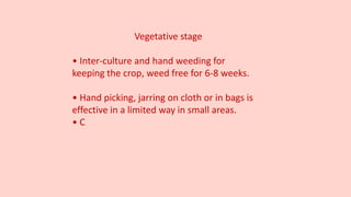 Vegetative stage
• Inter-culture and hand weeding for
keeping the crop, weed free for 6-8 weeks.
• Hand picking, jarring on cloth or in bags is
effective in a limited way in small areas.
• C
 