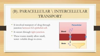 (B). PARACELLULAR  INTERCELLULAR
TRANSPORT
• It involved transport of drug through
junction between GI epithelial cell.
• It occurs through tight junction.
• These routes mainly allow small,
water- soluble drugs to cross.
 