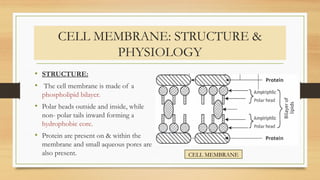 CELL MEMBRANE: STRUCTURE &
PHYSIOLOGY
• STRUCTURE:
• The cell membrane is made of a
phospholipid bilayer.
• Polar heads outside and inside, while
non- polar tails inward forming a
hydrophobic core.
• Protein are present on & within the
membrane and small aqueous pores are
also present. CELL MEMBRANE
 