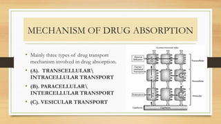 MECHANISM OF DRUG ABSORPTION
• Mainly three types of drug transport
mechanism involved in drug absorption.
• (A). TRANSCELLULAR
INTRACELLULAR TRANSPORT
• (B). PARACELLULAR
INTERCELLULAR TRANSPORT
• (C). VESICULAR TRANSPORT
 