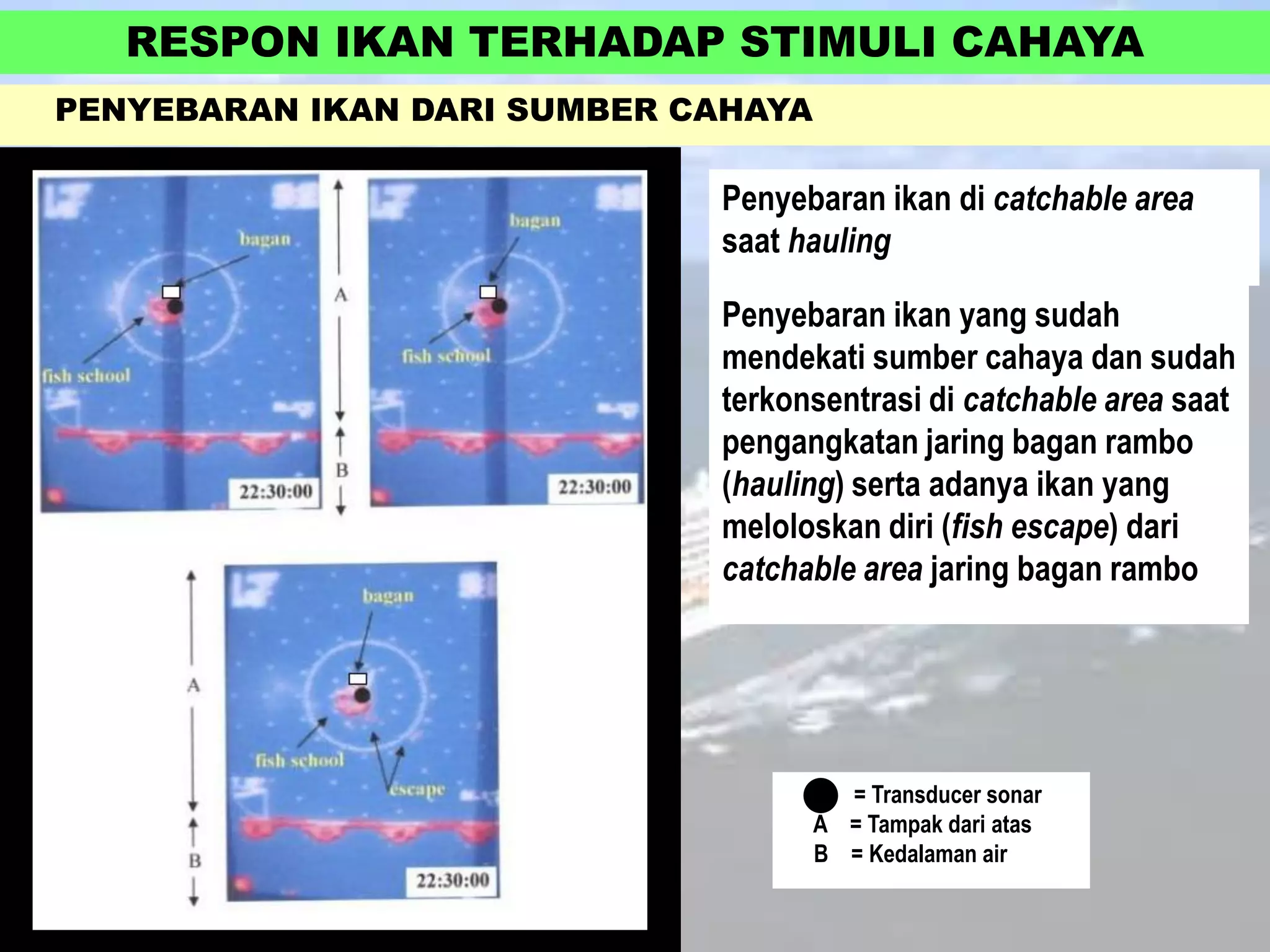 RESPON IKAN TERHADAP STIMULI CAHAYA
PENYEBARAN IKAN DARI SUMBER CAHAYA

Penyebaran ikan di catchable area
saat hauling
Penyebaran ikan yang sudah
mendekati sumber cahaya dan sudah
terkonsentrasi di catchable area saat
pengangkatan jaring bagan rambo
(hauling) serta adanya ikan yang
meloloskan diri (fish escape) dari
catchable area jaring bagan rambo

= Transducer sonar
A = Tampak dari atas
B = Kedalaman air

 