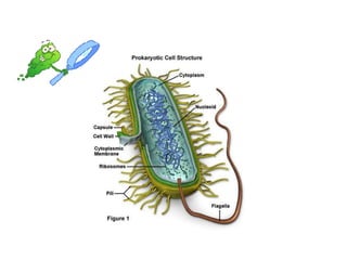 Microbes Slides microbes | PPT