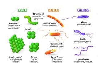 Microbes Slides microbes | PPT