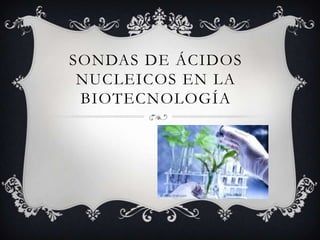 SONDAS DE ÁCIDOS
 NUCLEICOS EN LA
 BIOTECNOLOGÍA
 