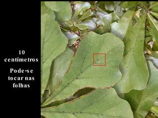 10 centímetros Pode-se tocar nas folhas 
