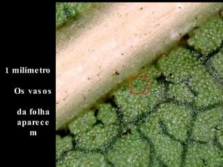 1 milímetro Os vasos  da folha aparecem 