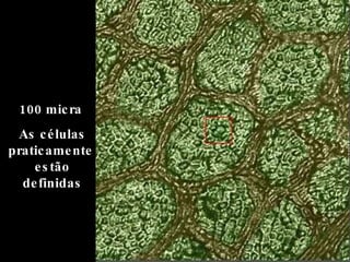 100 micra  As células praticamente  estão definidas 