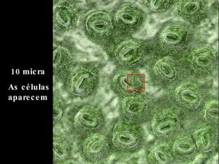 10 micra  As células aparecem  