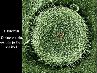 1 micron O núcleo da célula já fica visível 