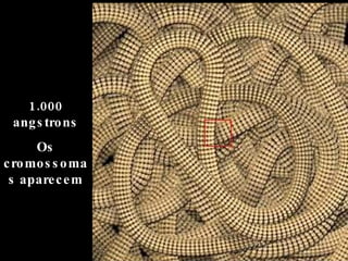 1.000 angstrons Os cromossomas aparecem 