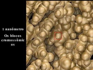 1 nanômetro Os blocos cromossômicos 